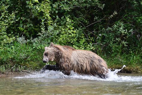 Wandering griz clears popular Glacier National Park Trail | Hungry ...