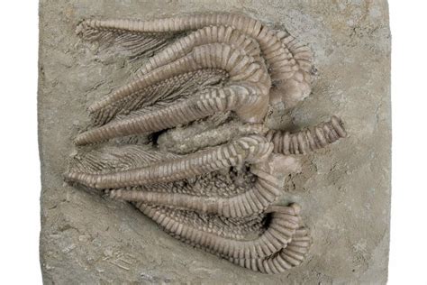 2.4" Fossil Crinoid (Agaricocrinus) With Starfish - Crawfordsville ...