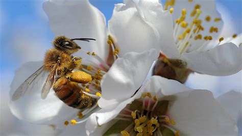 An up-close look at pollen