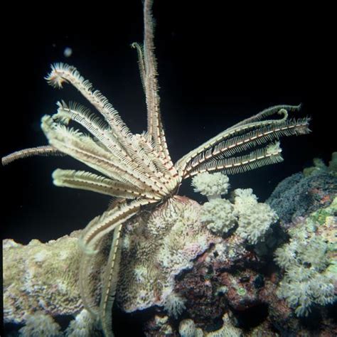 Crinoid | class of echinoderm | Britannica