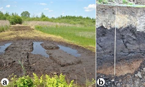 2-(a) Landscape with Rheic Histosols, soil type V, in the nature ...