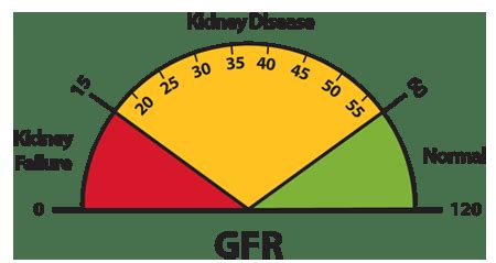 eGFR - Understanding your lab values - Renadyl™ Blog