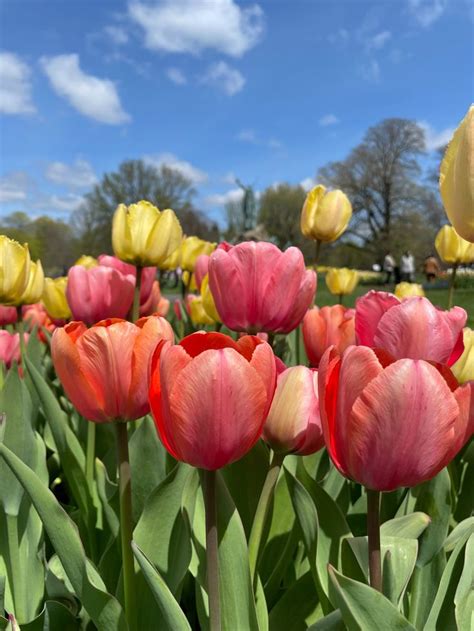 Self-Guided Tulip & Garden Driving Tour | Tulips garden, Tulip festival ...