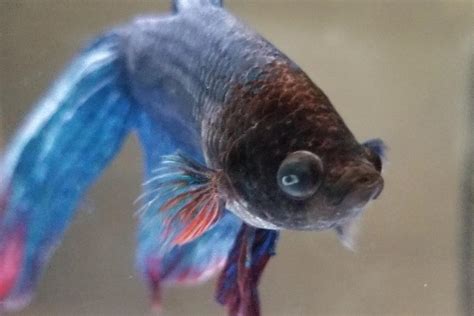 Betta Fish Popeye (Swollen Eyes): Treatment and Prevention