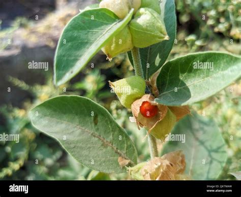 Withania somnifera, ashwagandha plant, winter cherry, indian gooseberry ...