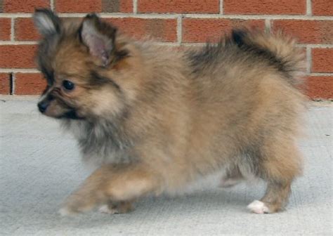 Paperanian (Papillon-Pomeranian Mix) Puppies Info, Care, Pictures