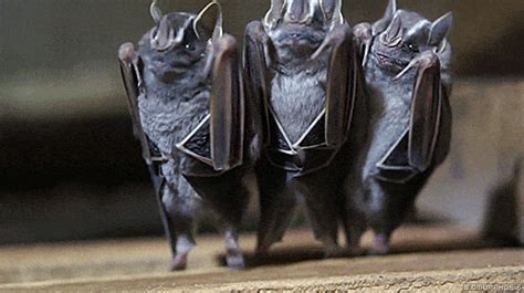 23 Animal GIFs That Should Be World Famous | Animal gifs, Animals, Just bats