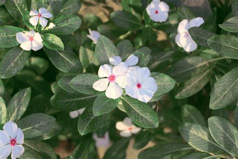 This White Flower Plant Has Herbal Medicinal Properties. Stock Image ...