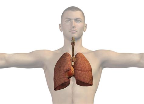 What Causes Scar Tissue in the Lungs? (with pictures)