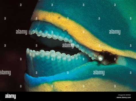 Rainbow Parrotfish Teeth