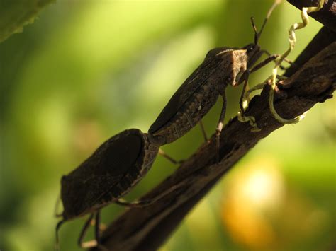 Squash Bugs – IPM Pest Advisories