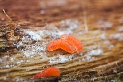 Gall Midge Larvae in Soybean Stems