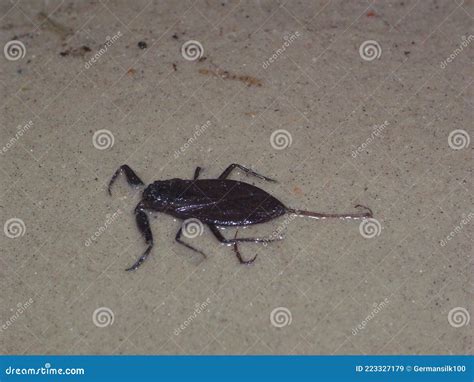 Water Scorpion Nepa Cinerea. Stock Image - Image of insects, beetle: 223327179