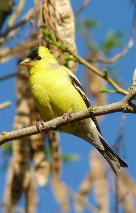 American goldfinch - Wikipedia