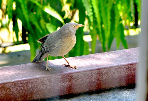 Some common birds of India - A Letter from Kabwata