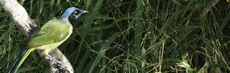 RIO GRANDE VALLEY — Paradise Birding