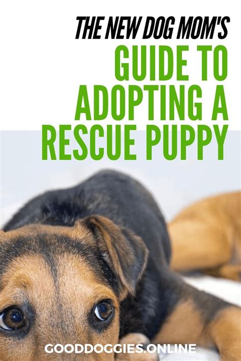 Guide to Rescue Puppies You Should Know Before Adopting a Dog | Rescue puppies, Dog mom, Puppies