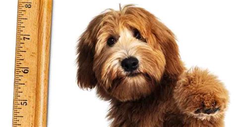 Labradoodle Size - Predicting Your Puppy's Height And Weight