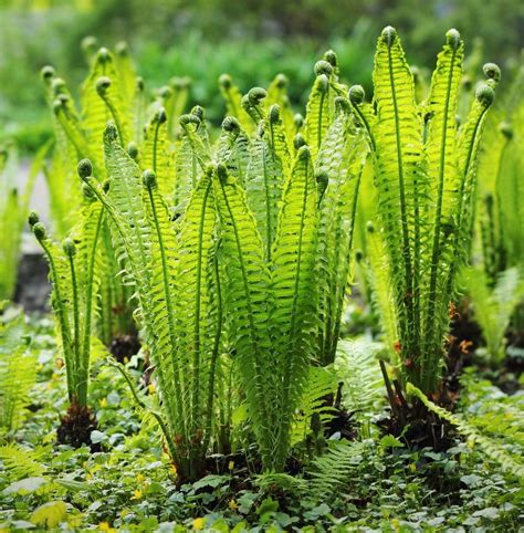 How To Grow Edible Ferns | Home and Garden Reference