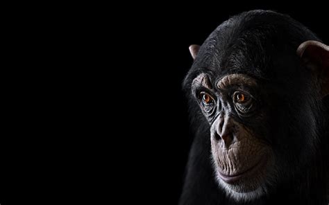 Chimpanzee Wallpapers - Wallpaper Cave