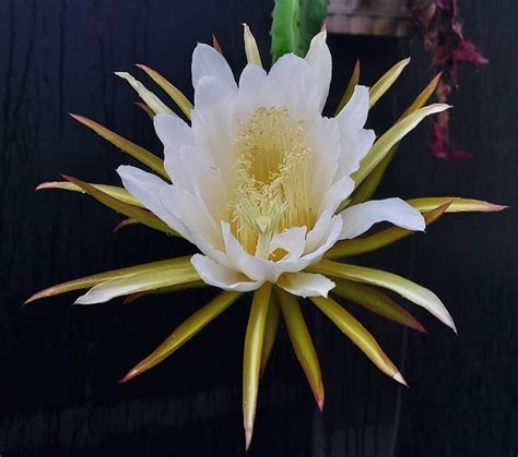 I have lots of pitaya growing but usually only one blooms per season ...