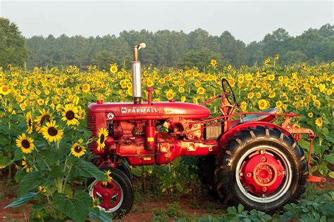 Exploring outside Madison, GA the Sunflower Farm frequently hosts BRAG Spring Tune Up and other ...