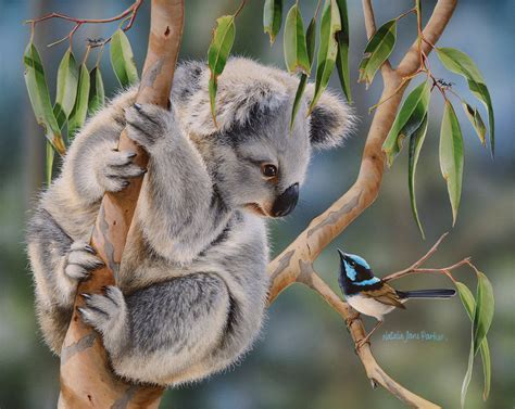 Koala and Superb Fairy-wren Art Print | "Aussie Greeting" by Natalie ...