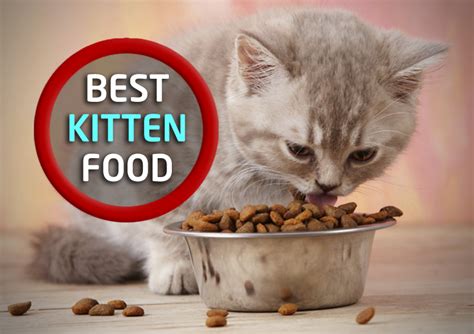 Best Kitten Food | Best Kitten Food Brands [Review and Pictures 2023]