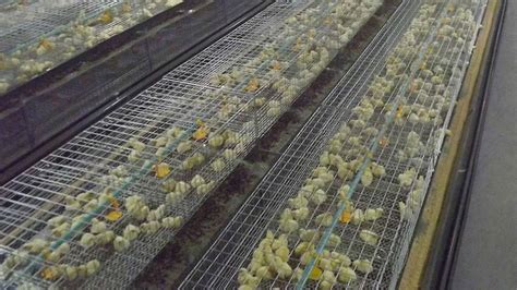 How to Start Broiler Chicken Farming - Business Plan For Broiler Production