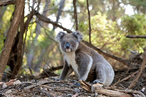 Australie : 480 millions d'animaux auraient péri dans les incendies