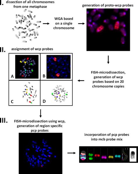 mcb probe generation workflow, applicable to other species as well. I... | Download Scientific ...