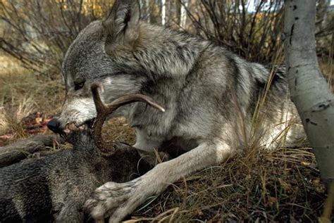 How Wolves Hunt - Living with Wolves