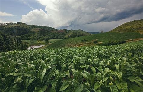 Tobacco Farming | PMI - Philip Morris International