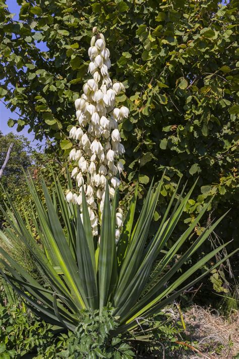 Soapweed Yucca Information: A Guide To Growing Soapweed Yuccas