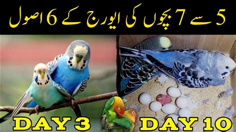 Austalian parrots,lovebirds breeding tips in urdu | Breeding progress / Breeding Tips for ...