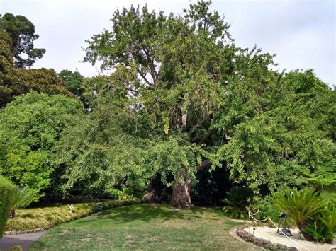 Vireya's Blog: Geelong Botanic Gardens