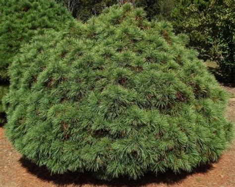 Pinus 'Merrimack' Dwarf Eastern Pine 13" Pot - Hello Hello Plants