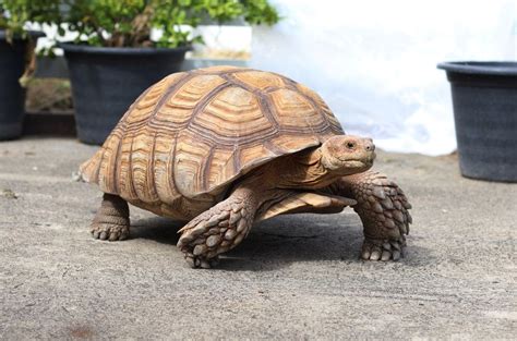 Sulcata Tortoise Care Guide & Price » Petsoid