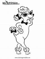 Poodle Coloring Page Sheet  Drawing Pages sketch template