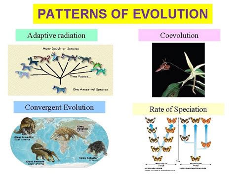 15 3 Mechanisms of EVOLUTION 15 3 Speciation