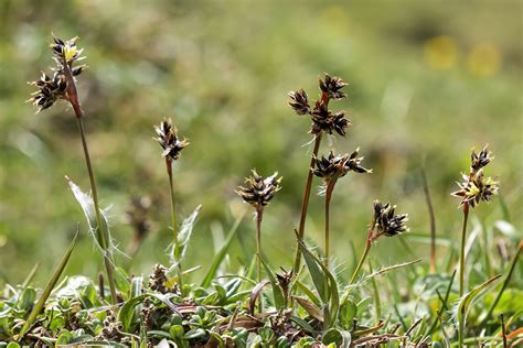 Luzula DC. | Plants of the World Online | Kew Science