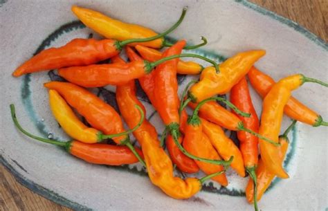 Aji Amarillo Pepper Seeds - Victory Gardeners