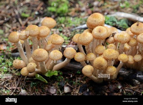 Northern honey fungus, Armillaria borealis, an edible mushroom from ...