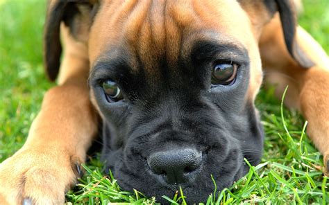 Boxer Puppies Desktop Wallpapers - WallpaperSafari