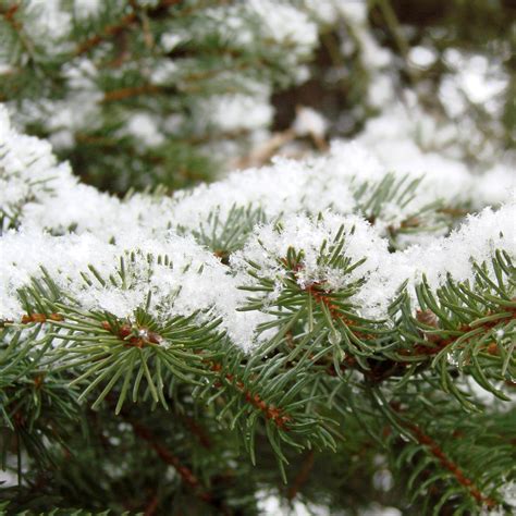 Evergreen Branch In The Snow Free Stock Photo - Public Domain Pictures