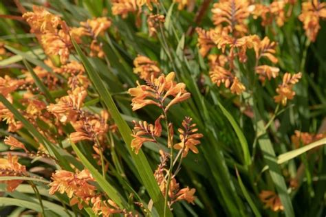 15 Knockout Crocosmia Varieties With Advice From An Experienced Grower | Horticulture Magazine