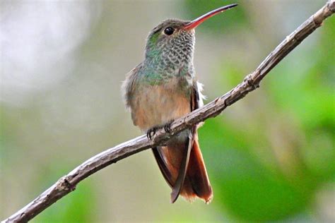 The 13 Types of Hummingbirds in Florida! (ID Guide + Photos)