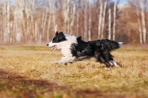 Remembering Chaser, The Smartest Dog