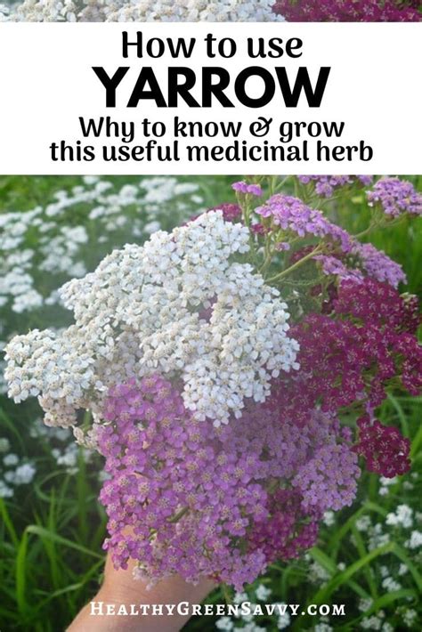 12 Excellent Yarrow Benefits & Yarrow Uses