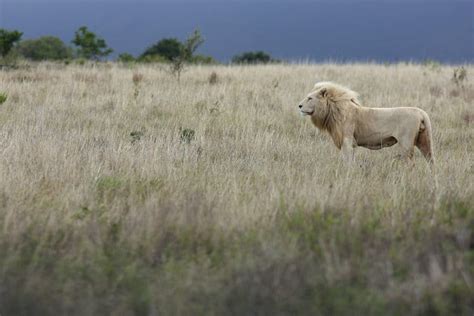 White Lions of Timbavati Facts: A Symbol of Pride and Leadership